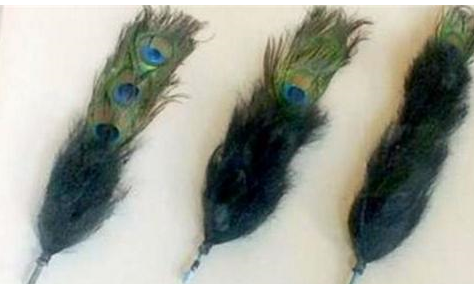 揭秘：清朝的三眼花翎有多难得到？