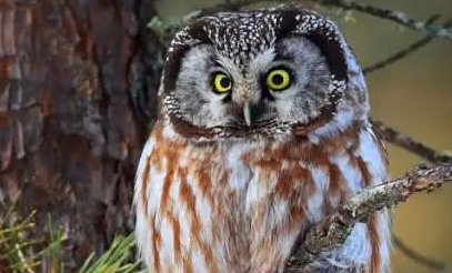 古人为什么会把猫头鹰当成怪兽呢？