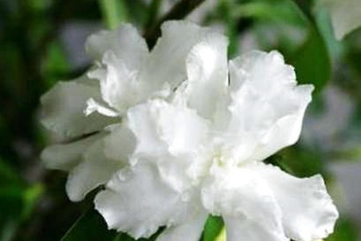 狗牙花有哪些习性？都有哪些栽培技巧呢？