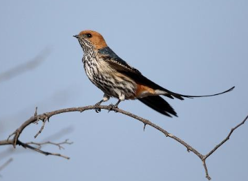 张鷟为什么不停的参加考试？他在文学方面成就如何？