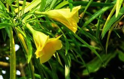黄花夹竹桃属于什么品种的植物？又该如何栽培呢？