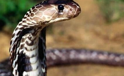 森林眼镜蛇属于什么品种？有哪些生活习性呢？