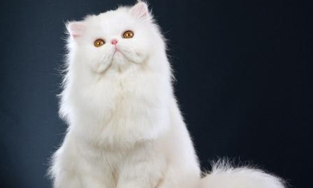 波斯猫属于什么品种？都有哪些喂食的要点呢？