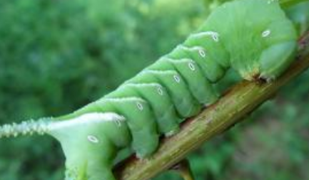 在自然界的所有生物中，关于青虫的天敌究竟有哪些？