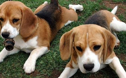 比格犬有哪些形态特征？需要如何养护呢？