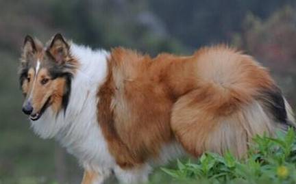 苏格兰牧羊犬有哪些生活习性呢？性格特点是怎样的？