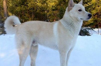 卡南犬有哪些形态特征？需要如何养护呢？