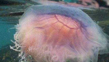 在自然界的生物中，关于警报水母的名字有怎样由来？