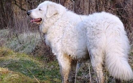哥威斯犬有哪些形态特征？需要如何养护呢？