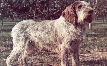 史毕诺犬属于什么品种？喂养时需要注意什么？