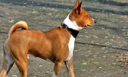 巴仙吉犬有哪些生活习性呢？性格特点是怎样的？