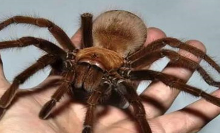 在自然界的生物中，捕鸟蛛有着怎样的生活习性与毒性？