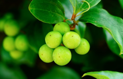 菝葜长什么样子？都有哪些形态特征呢？