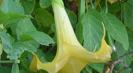 在自然界的生物中，存在着哪十大致人死亡的植物？