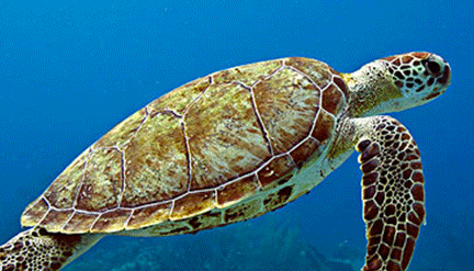 在自然界的生物中，海龟有着哪些特征与特殊本领？