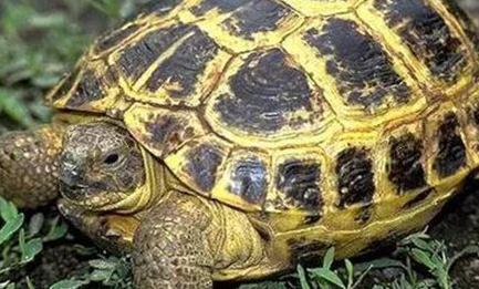 印度陆龟分布在世界上哪个地区？它有怎样的生活习性？