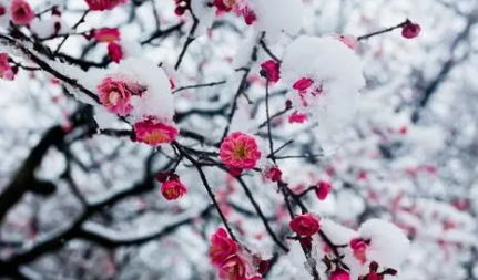 张淑芳《满路花·冬》：寻常之语，实乃作者当时心境使然