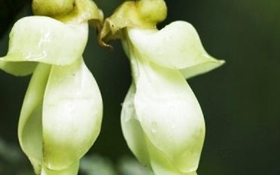 禾雀花有哪些习性？又该如何栽培呢？