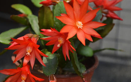 假昙花属于什么品种？都有哪些栽培技巧呢？