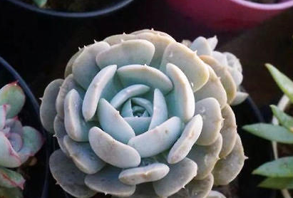鲁氏石莲花属于什么品种？都有哪些栽培技巧呢？