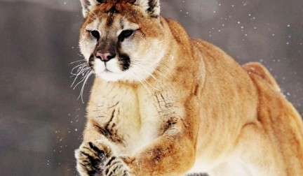 大熊猫的身强很是强壮，那么关于它的天敌究竟有哪些？