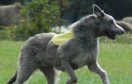 爱尔兰猎狼犬有哪些形态特征？需要如何养护呢？