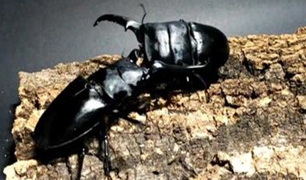 在自然界的生物中，为何说巴拉望巨扁锹形虫属于格斗天才？