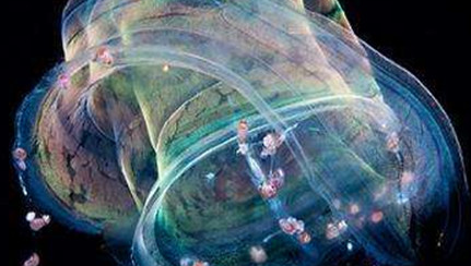 在自然界的生物中，爱神带水母的名称有怎样的由来？