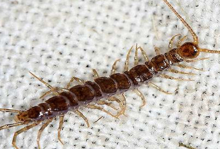 在自然界的生物中，石蜈蚣有怎样的生活习性与特征？