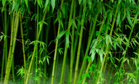 花叶苦竹长什么样子？有哪些形态特征呢？