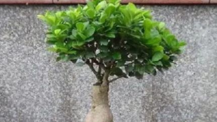 在自然界的生物中，给榕树盆景浇水时需要注意些什么？