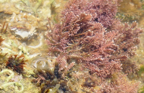 珊瑚藻长什么样子都有哪些形态特征呢