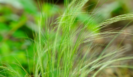 馬尾針茅長什麼樣子?都有哪些形態特徵呢?