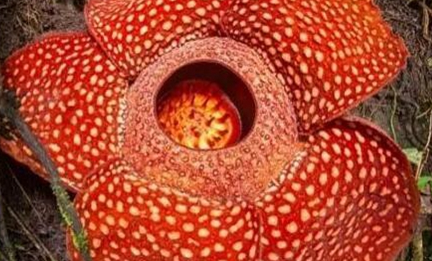 经过科学家们的探索，自然界中有着哪十大神奇植物？