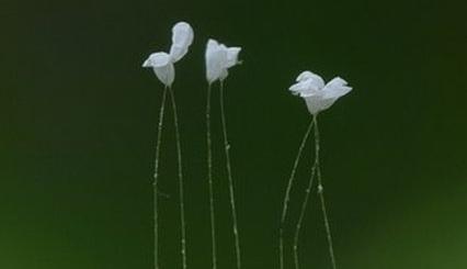 经过科学家们的探索，世界上有哪十种不同寻常的植物？