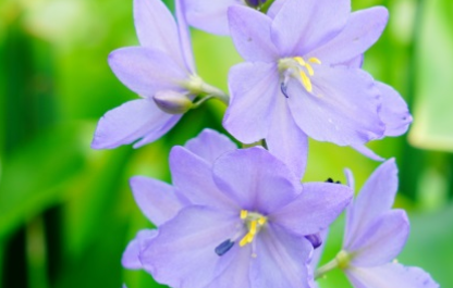 雨久花长什么样子？都有哪些形态特征呢？
