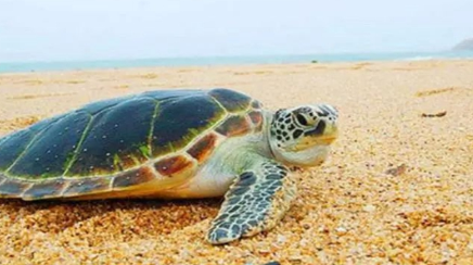 海龟为什么不会迷路？因为它有堪称生物罗盘的导航仪