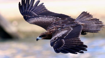 作为世界上视力最好的鸟，鹰的视力范围可达到多少公里？