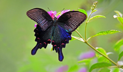 世界上最大的蝴蝶长什么样子？它们生存在哪个地方？