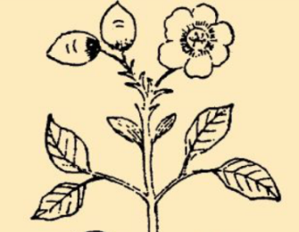 本草纲目·第八卷·草部·曼陀罗花具体内容是什么？