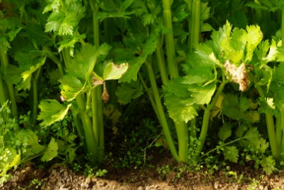 芹菜的生长习性是什么？有哪些药用价值？