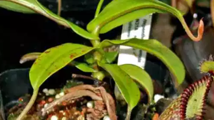 植物作为自然界中不可缺少的一类，哪些植物是肉食性的？
