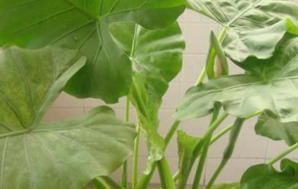 在自然界的植物中，哪六种花草不能直接养在家里？