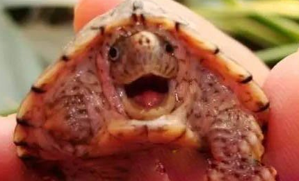 在自然界的生物中，为何说世界上最凶的乌龟是剃刀龟？
