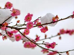 《雪梅》原文是什么？该如何理解？