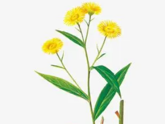 本草纲目·第四卷·水部·冬霜具体内容是什么？