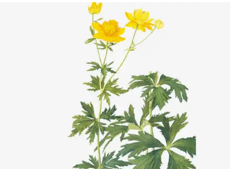 本草纲目·第四卷·水部·腊雪原文是什么内容？