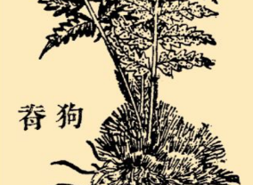 本草纲目·第八卷·草部·狗脊具体内容是什么？