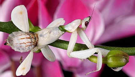 世界上最美的螳螂来自于哪里？它的外形长什么样子？