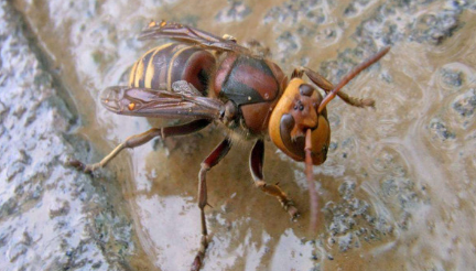 世界上最毒的毒蜂叫什么名字？它们是什么样的生物？